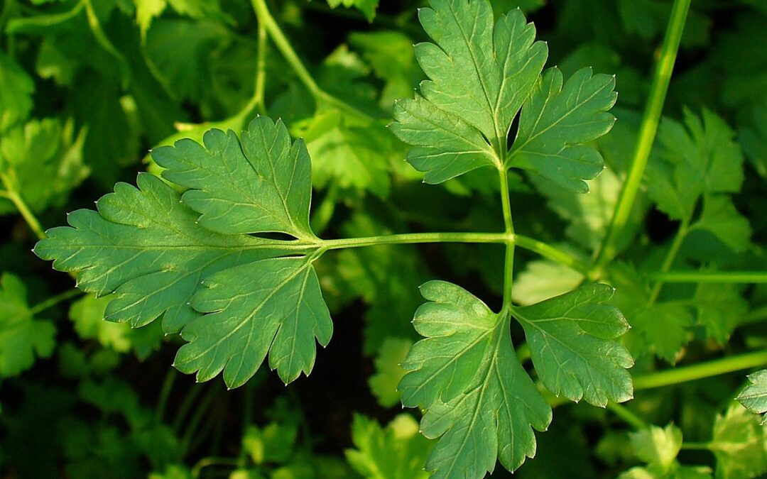  Julivert