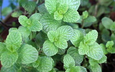 Menta